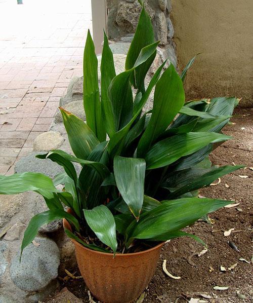 Estricta hermosa aspidistra