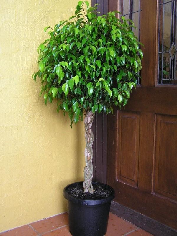 ficus benjamin dans la chambre