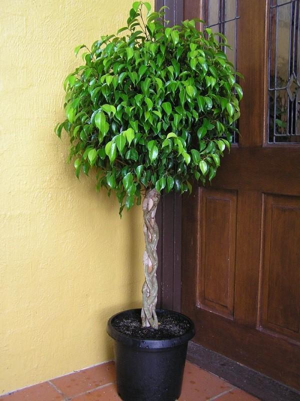 ficus benjamin en la habitación