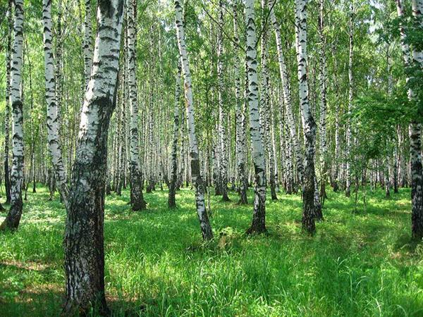 increíble bosque de abedules