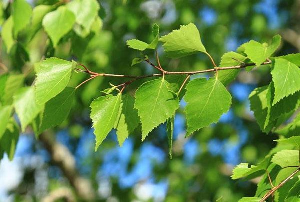 feuilles de bouleau