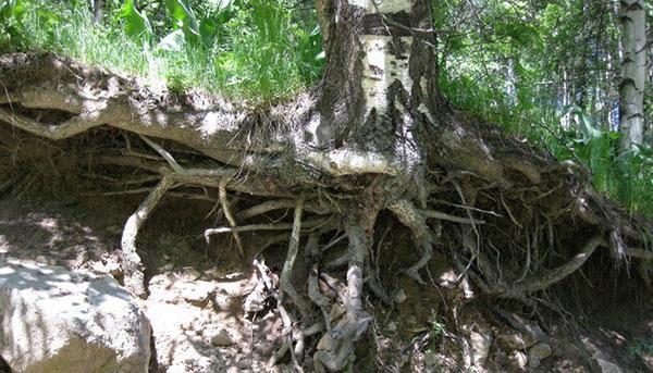 raíces de abedul