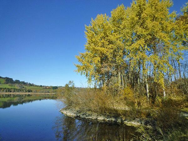 bouleaux au bord de la rivière