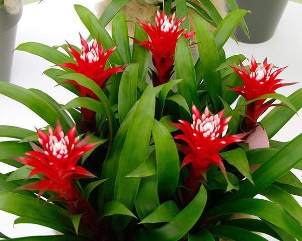 Floraison lumineuse de guzmania