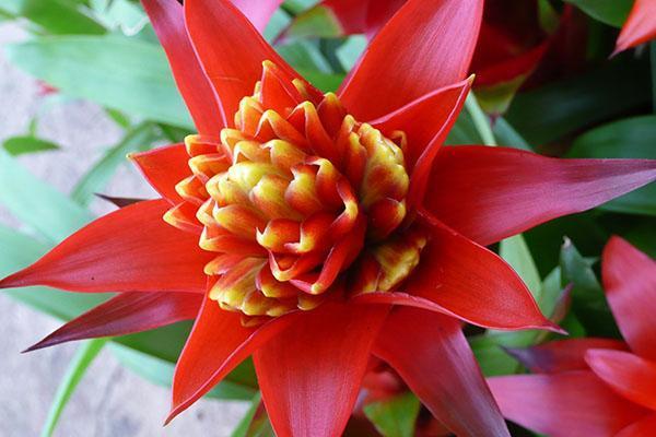 Flor de guzmania