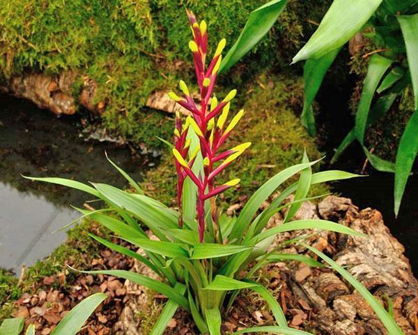 Guzmania à l'état sauvage