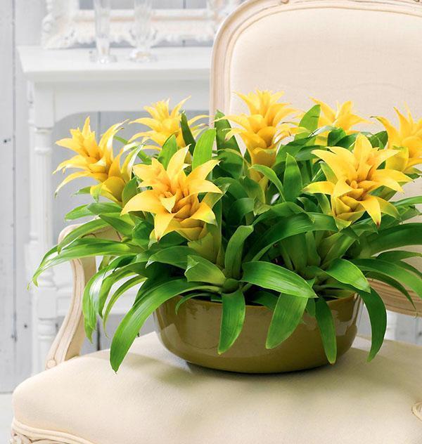 Chambre guzmania