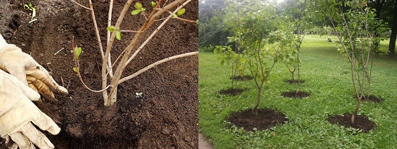 creación de composiciones de jardín