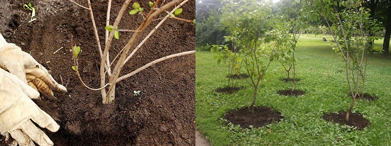 création de compositions de jardin