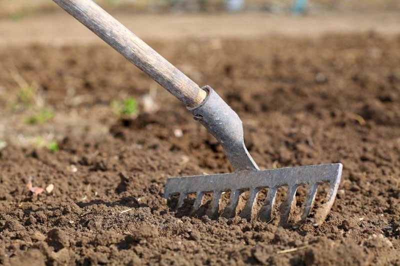 prendre soin d'un plant de lilas