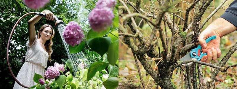 arrosage et taille des lilas