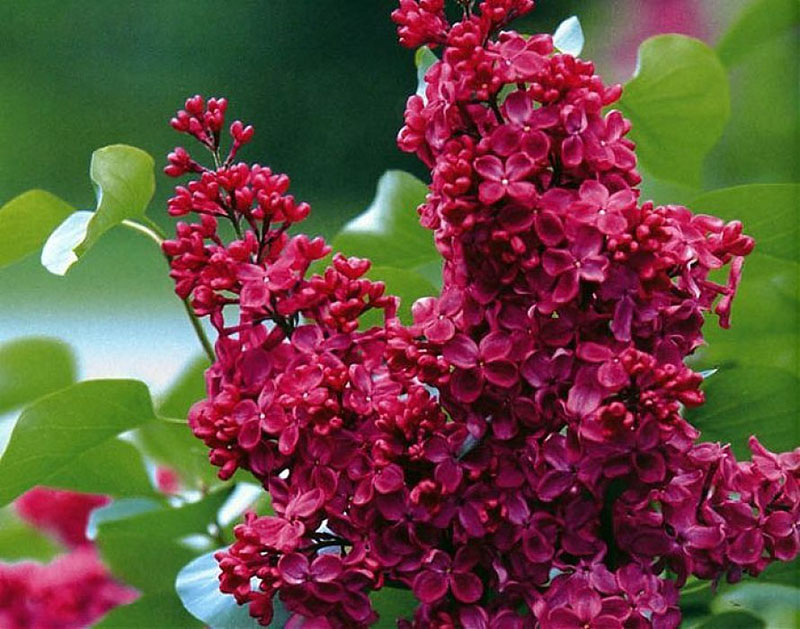 flor brillante