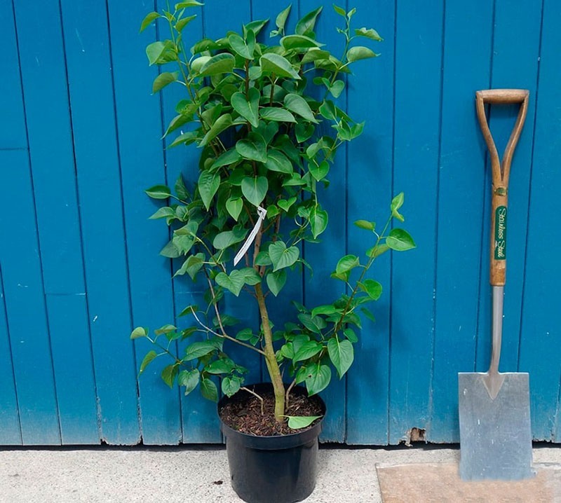 buen árbol joven de lila