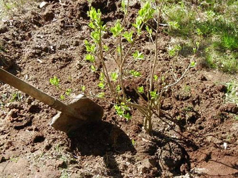 elegir un sitio de plantación para lilas