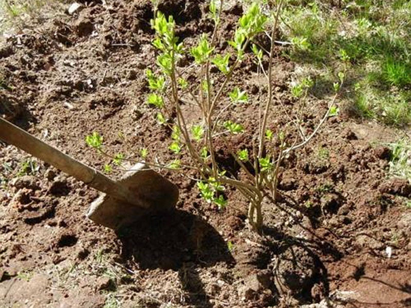 choisir un site de plantation de lilas