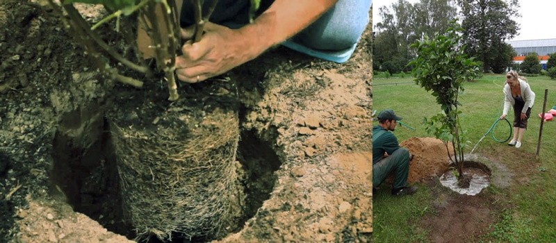 proceso de plantación de lila