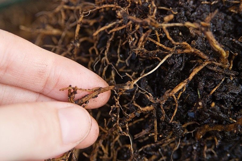 buen sistema radicular de plántula lila