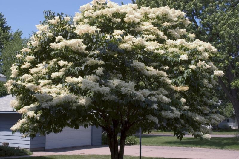 árbol de la lila japonesa