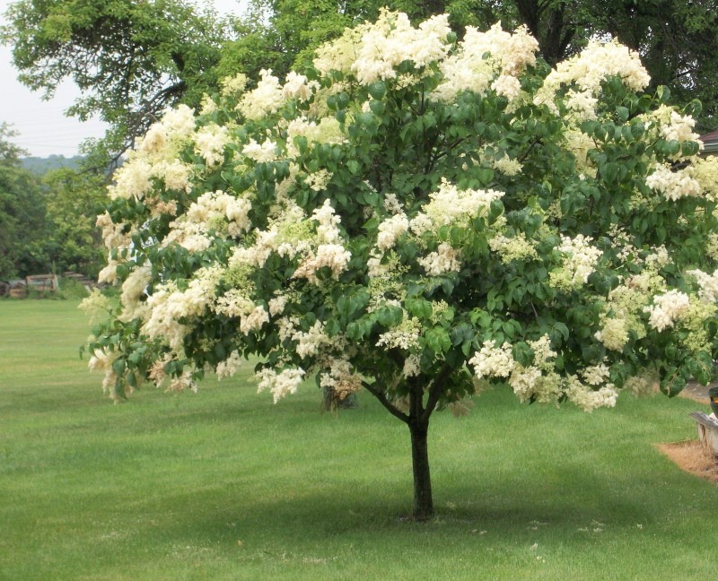 faire pousser des lilas japonais