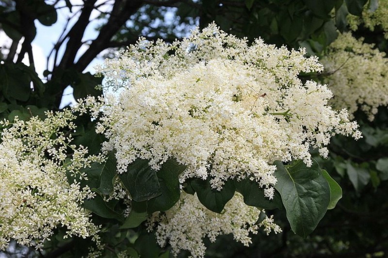 lilas japonais