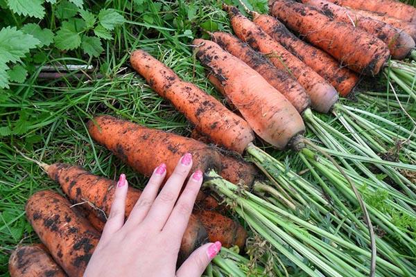 zanahorias grandes