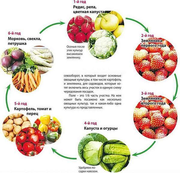 plantation alternée de légumes