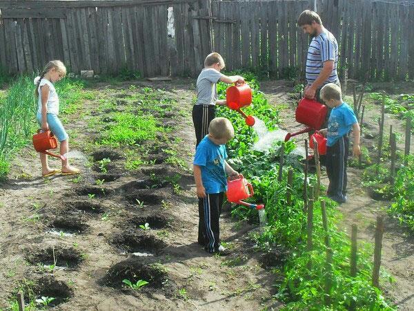 cuidando verduras en las camas