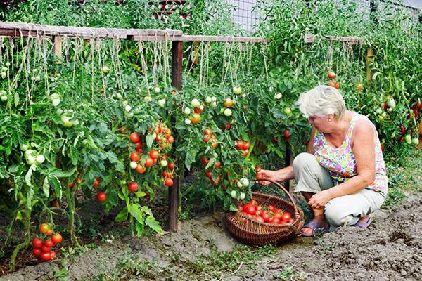 récolter la tomate