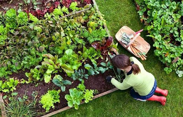 rotación de cultivos en el jardín