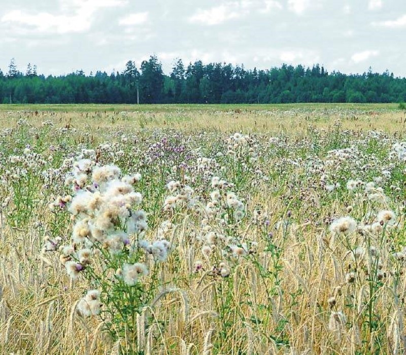 mauvaises herbes sur le blé