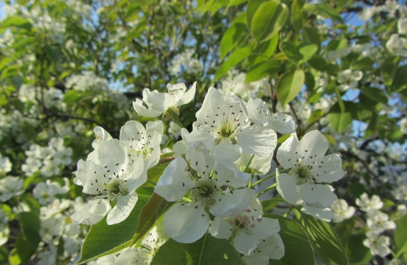 larin de poire en fleurs