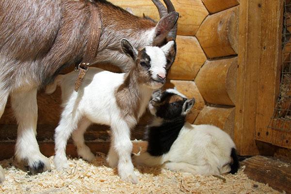 Chèvre avec un enfant