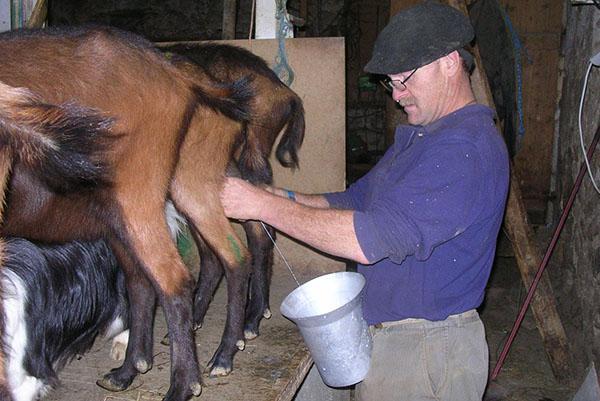 Hombre, ordeñar, cabras