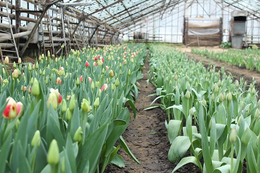 tulipanes en invernadero