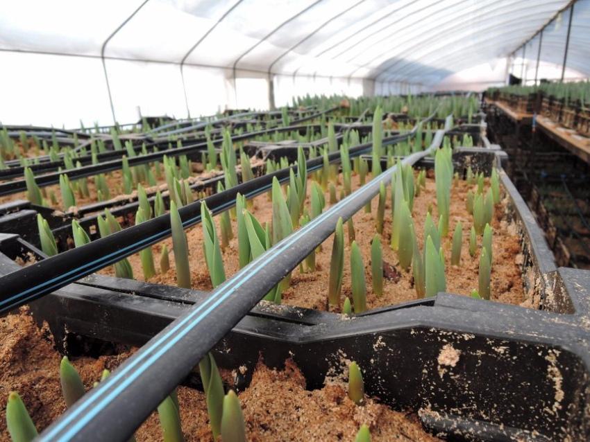 ¿Cuánto crece un tulipán en un invernadero?