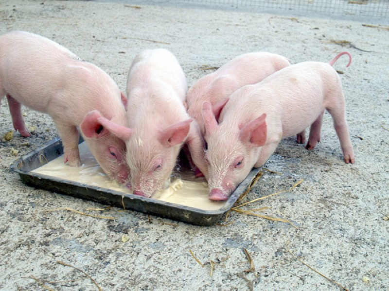 alimentación de lechones