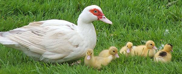 Les poussins de canard de Barbarie éclosent 32-36 jours