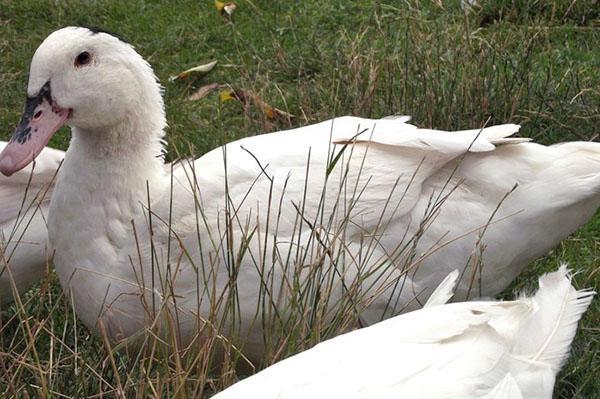 Les canards mularda sont stériles et vous ne pouvez pas obtenir de poussins d'eux