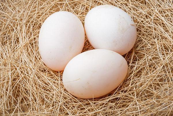 Pour un incubateur, les œufs doivent être collectés dans le nid