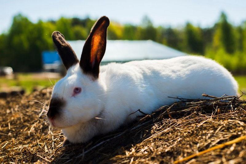 lapin de Californie