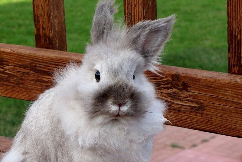 lapin tête de lion