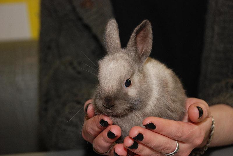 lapin nain hollandais