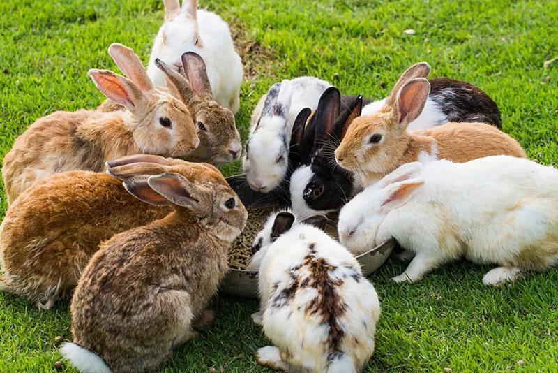 combien de temps vit un lapin à la maison