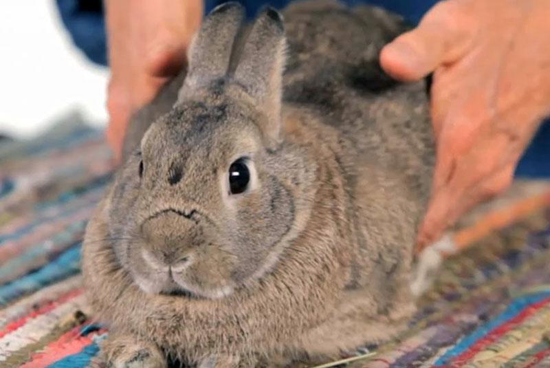 comment prolonger la vie d'un lapin