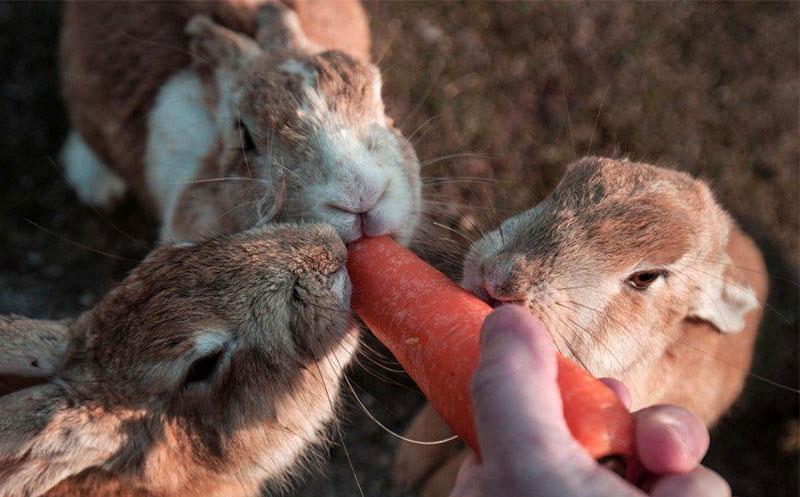 nourrir les lapins