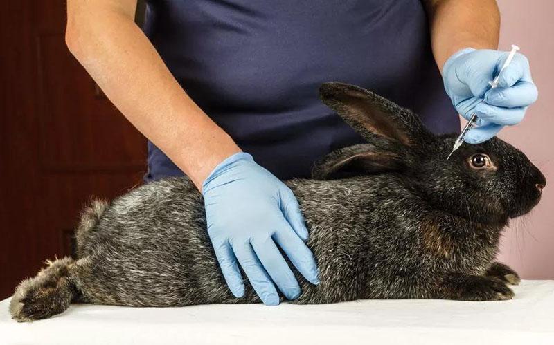 vaccination du lapin