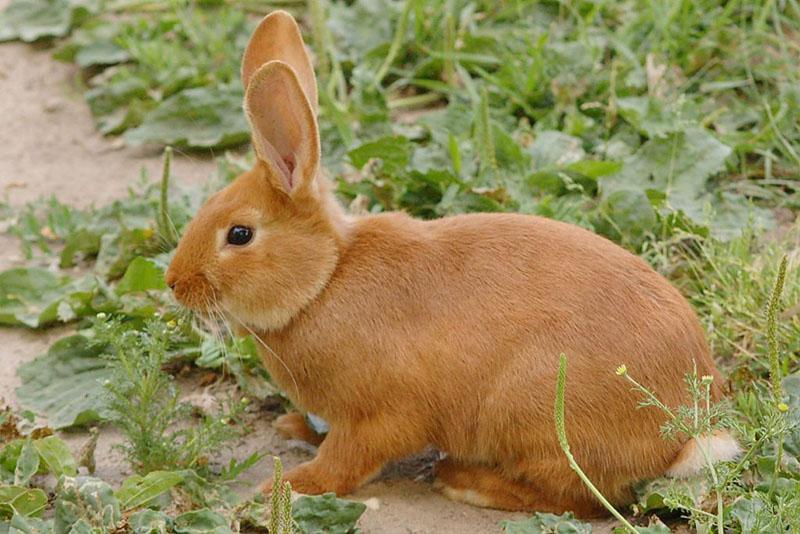 santé physique des lapins