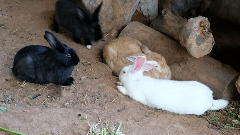 habitat du lapin