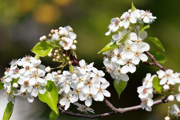 les fleurs de poirier Moskvichka