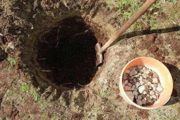 preparación de un hueso para plantar peras